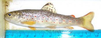 Colourful trout