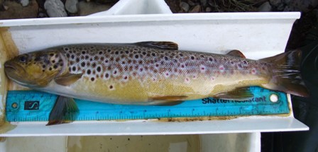 Web Glenmuir trout