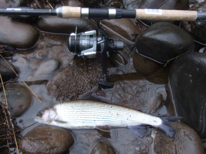 A nice grayling of just over a pound in weight from the Ayr