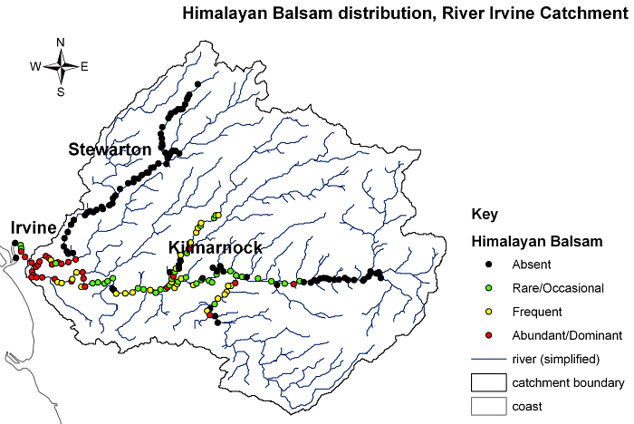 Himalayan Balsam on River Irvine