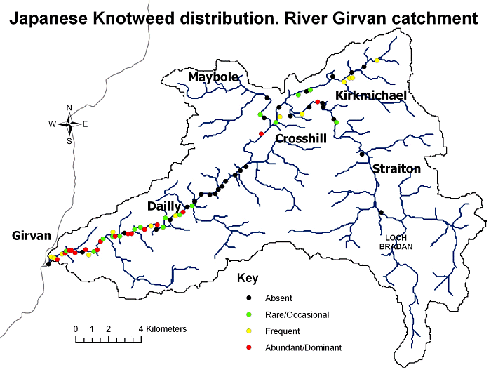 Knotweed in River Girvan