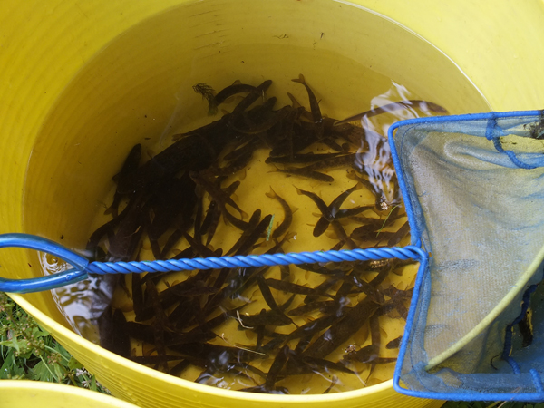 A good haul of fish from the site at Doonholm