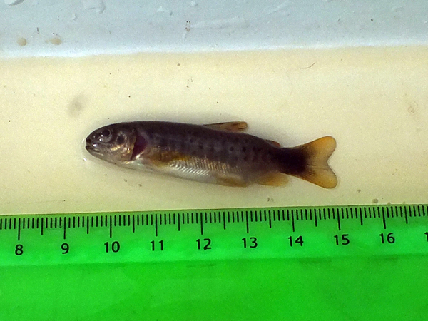 A stumpy wee trout. Both gill covers (operculum) were short leaving it's gills exposed. Despite it's challenges, it was doing quite well and it wasn't the smallest fry we caught at this site.