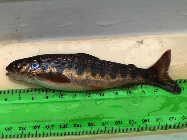 A very well proportioned parr. If this retains this shape as it matures it will be a lovely looking fish.