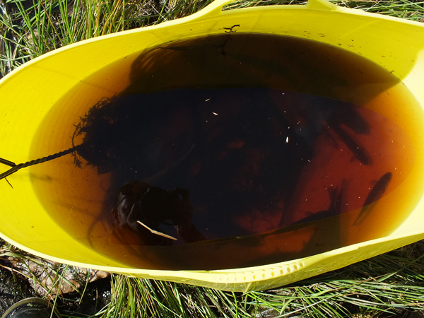 A bucket full of trout and eels from a very dark and peaty burn