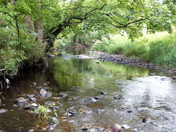 The electrofishing site behind Coyle Water Fishery
