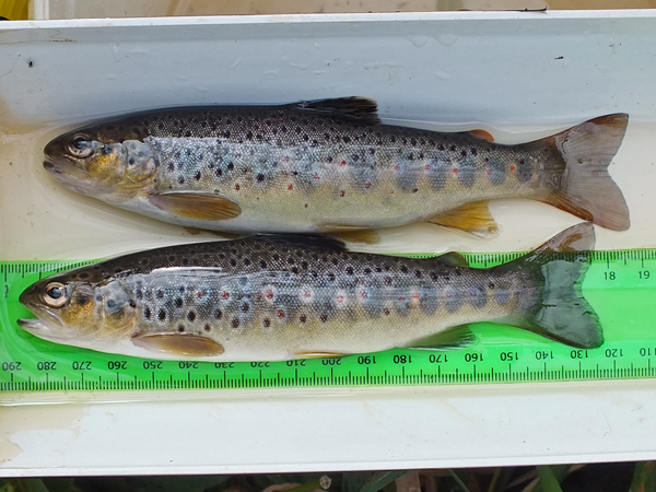 More great wee trout