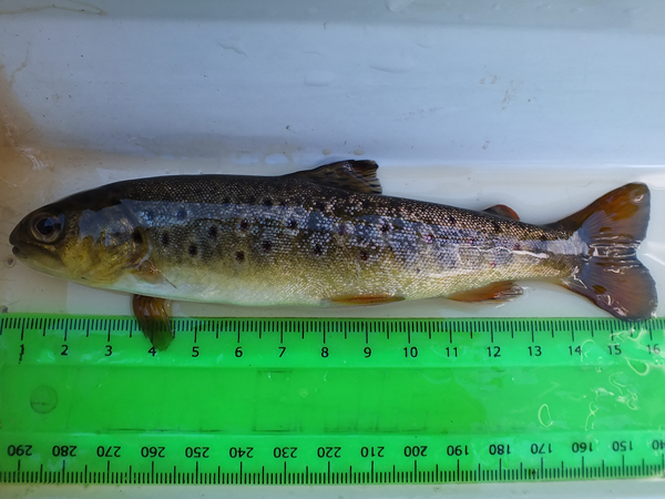 A poor condition trout. Scale samples confirmed that it was almost certainly stocked. 