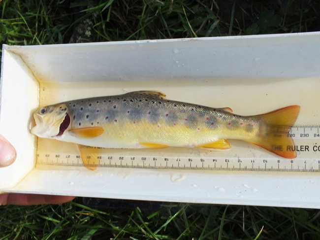 A lovely trout from a very poor burn