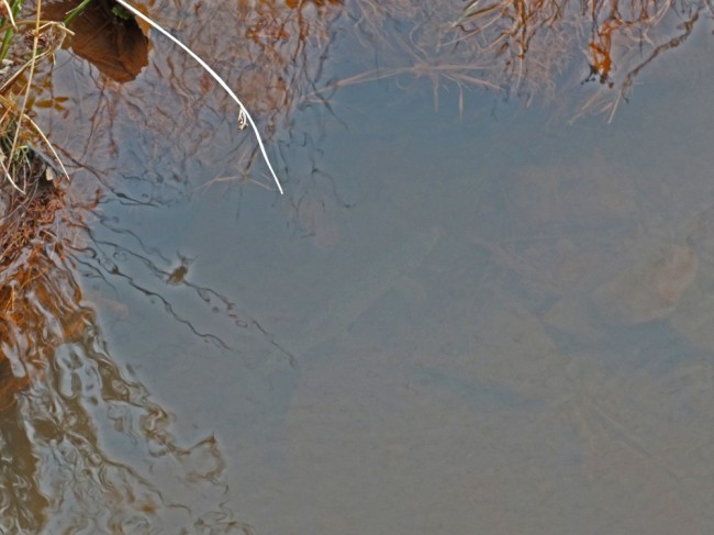 A trout lying under a bank. Only a couple of years ago, this area of the burn was much better than the lower reaches however since the pumps have been shut off, it has rapidly deteriorated here too