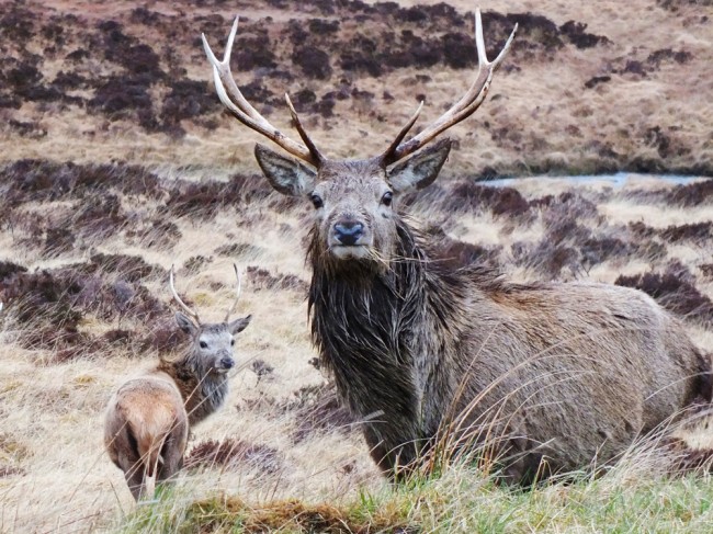 As I headed home through Assynt, I came across these stags at the side of the road