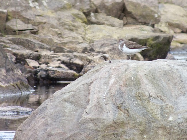 It was good to see a few birds on the site. The sandpipers had young with them and making a heck of a racket.