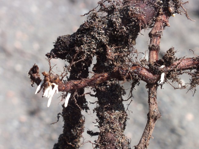 A section of root from the disturbed soil. The stand of JK was controlled in September 2012 by spraying Glyphosate and it appeared to be highly effective with no regrowth obvious. Following disturbance of the soil, this 'dead' root miraculously appears to have sprung back to life.