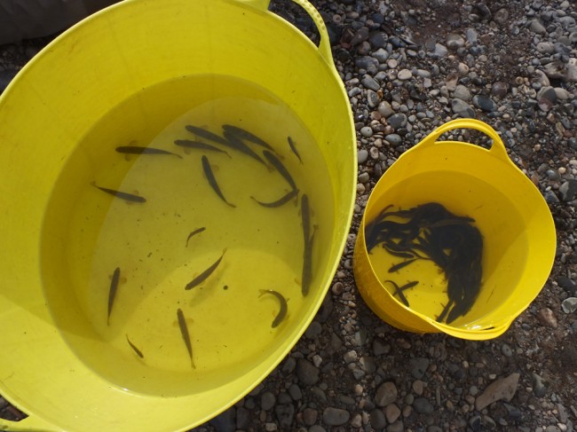 Lots of fish in buckets. The fish in the left hand bucket are just salmon (no trout caught), the ones on the right are minnows and stone loach (with a few eels too). I was concerned when I realise that stone loach out numbered salmon fry and parr by 2 :1.