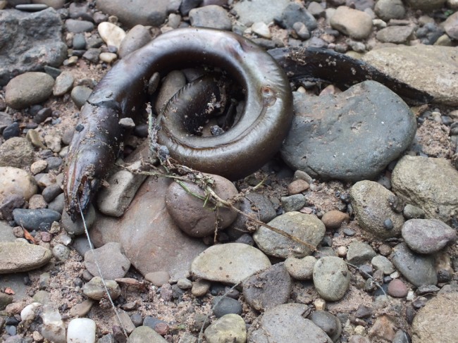 Killing of eels is unacceptable these days and rightly so. All Clubs  should ensure that their anglers know this practice is prohibited.