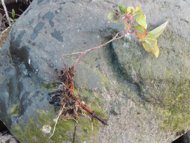 A small Japanese Knotweed plant that I removed from a riverbank to undertake this experiment. This is effectively a cutting that ha rooted into the riverbank after it was broken off a parent plant.