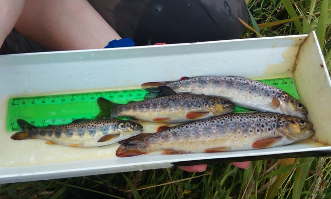 One salmon parr and the three trout cauch today at the site. Whilst the trout are consistent with previous years, the salmon numbers have dropped dramatically once again.