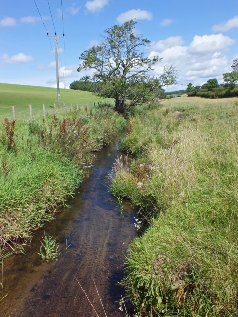 Looking downstream towards our electrofishing site. This area was terribly affected by silt but it does appear to have improved marginally. I saw only two Himalan Balsam plants here today. Much reduced from previous years.
