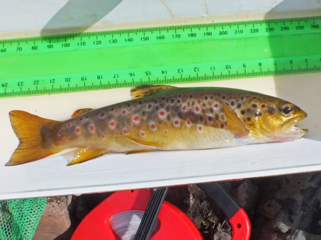 A lovely wee golden bellied trout. The edge of the fins were white and we often find this particularly in upland trout populations.