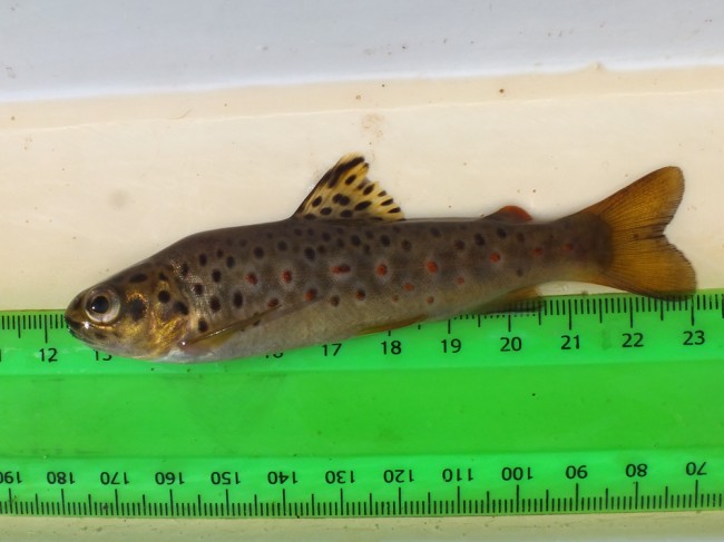 A small hunchback trout that we found. We find deformities aren't uncommon in isolated populations