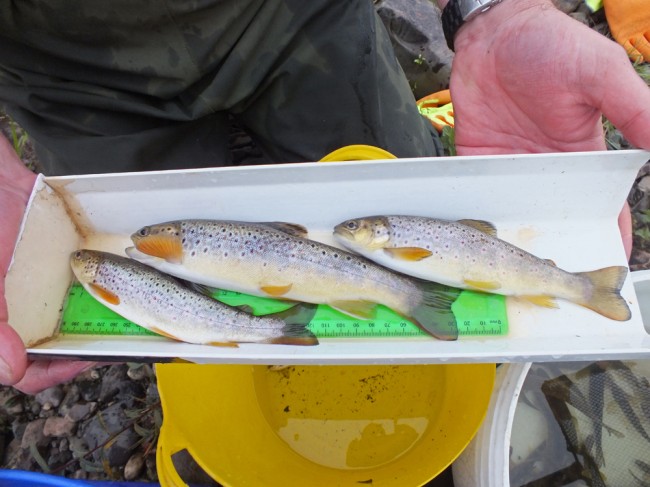 3 plump trout from very skinny water.