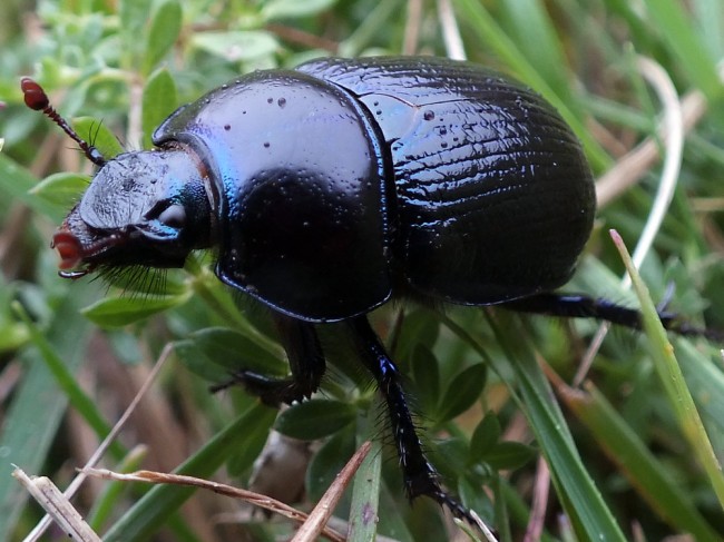 Dor beetle / Geotrupes stercorarius