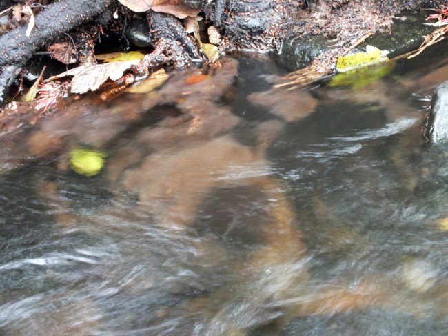 Sewage fungus growing in the river near Bransfield