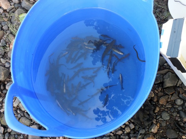 The total catch of salmon fry (112) from the towhead site in 2014 