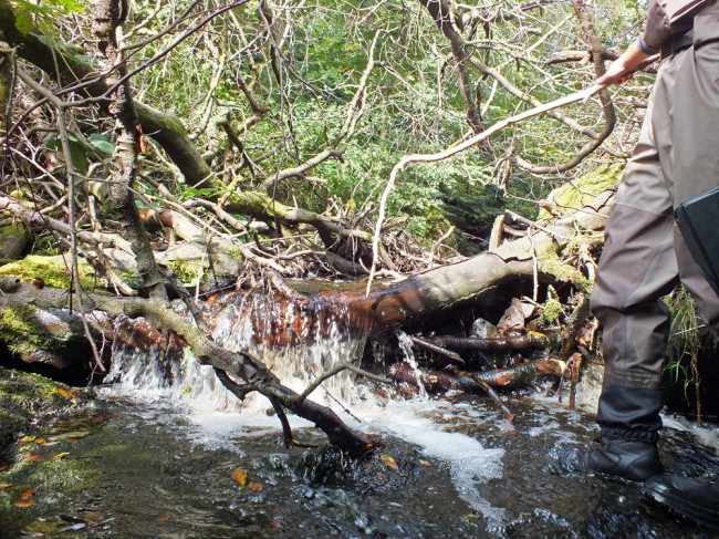 A small timber blockage