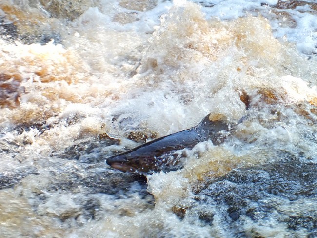 A large cock salmon trying to find a route over the falls