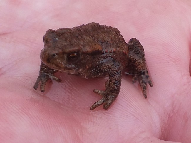 Apart from fish we also caught a couple of very small toads that didn't like the electricity too much