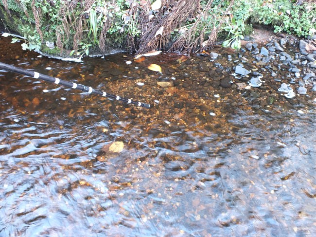 A trout redd near the lower end of the burn