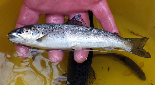 A nice trout smolt that may be back to spawn next winter and a few more beyond that too.