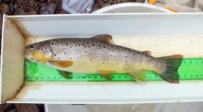 A cracking brownie of just under 1 lb in weight, 