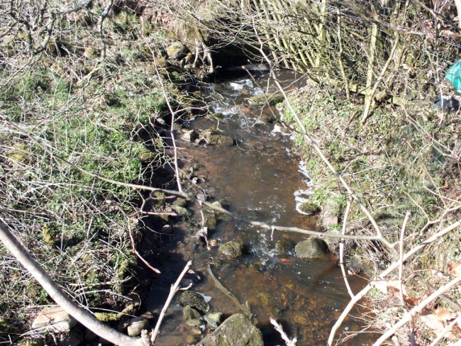 This photo was taken at the top of the wood from the road, just 50m upstream of the drain image. Water quality was improved but not perfect.