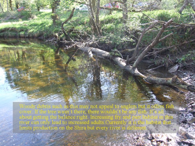 Anglers should consider the value of leaving woody debris in place. If the habitat is lacking then so too will be the fish. This is quick way to increase juvenile numbers and holding water.