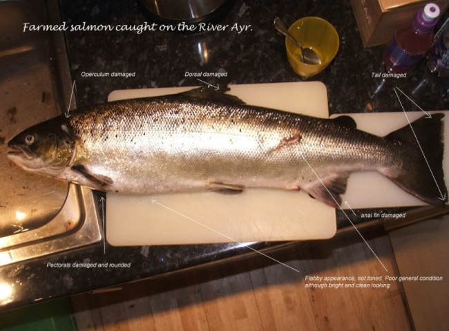 A farmed salmon caught on the River Ayr in September 2006