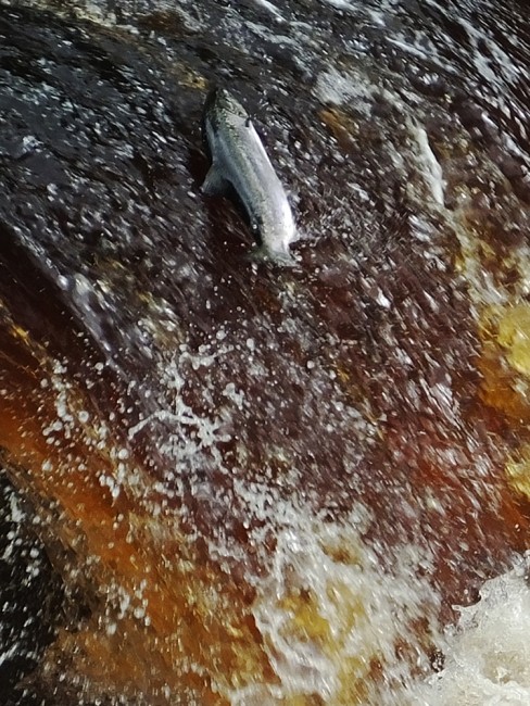 Other still make a leap of it and reveal themselves in a flash of silver. This was a nice sized salmon straight from the sea.
