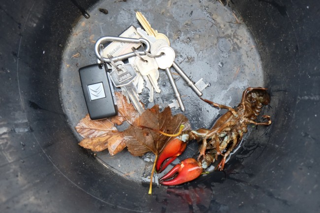 For scale a bunch of keys were added to the bucket. This is a mature adult male of approximately 41/2 inches in length