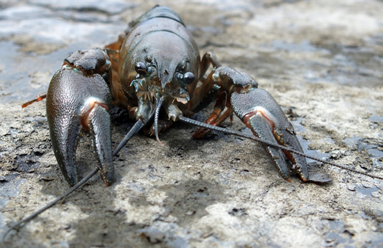 A large crayfish killed at Ballachulish shoing the natural colours immediately after removal from the water. It's obvious why they are difficult to spot under normal conditions.