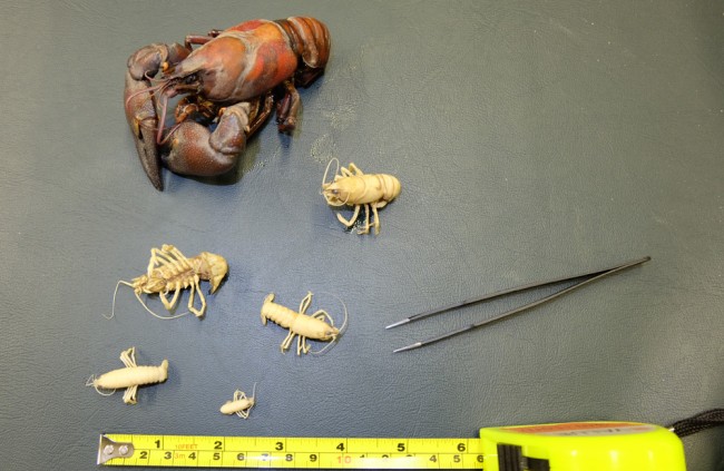 Compare the sizes of American Signal Crayfish that we may be attempting to catch. The large one is the one we captured this week. The others (bleached by a few years in alcohol) are typical of what we may expect to find if the population is well established. 