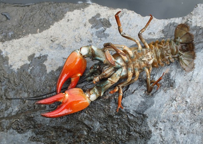 The underside is colourful and makes this species easily identifiable as American Signal Crayfish. 