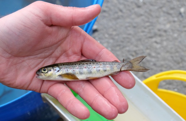 Another pre smolt that is just starting to change. This one was 128mm long