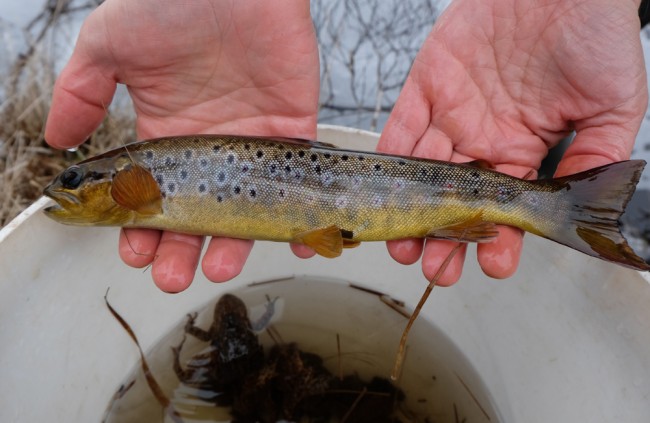 A brownie that showed up in the trap but quite a nice sized fish