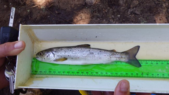 A Trout smolt. A good example of why adequate smolt screens are required for intake lades used in hydro schemes