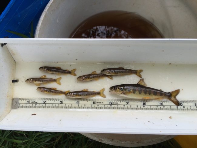 A fine selection of juvenile salmon from the Palmullan Burn