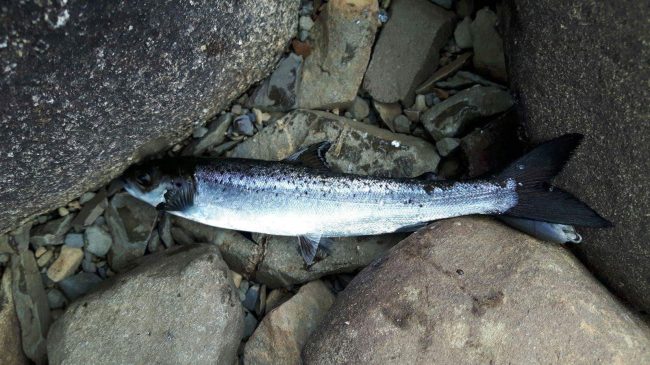 A salmon smelt caught in Loch Doon during August. This fish has been unable to find it's way out of the loch to the sea.