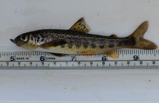 A salmon parr with an overshot bottom jaw 