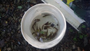 A bucket of salmon and trout fry from the 2016 survey
