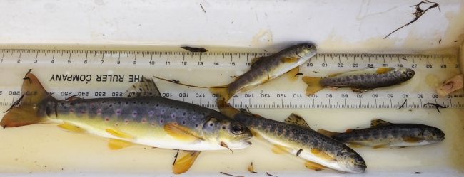 A fine collection of trout fry and a parr